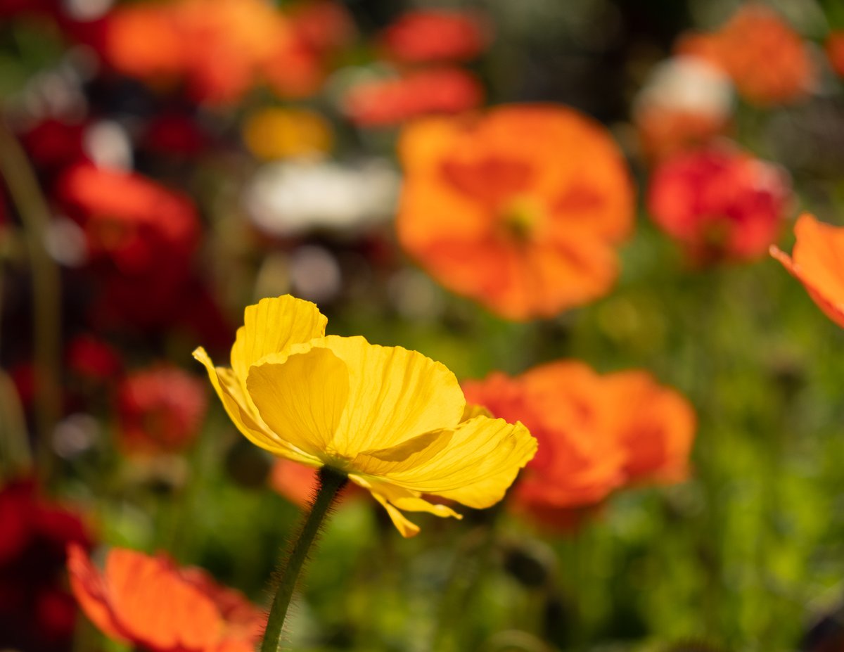 See my new daily photo on #blipfoto Cottage Garden poppies