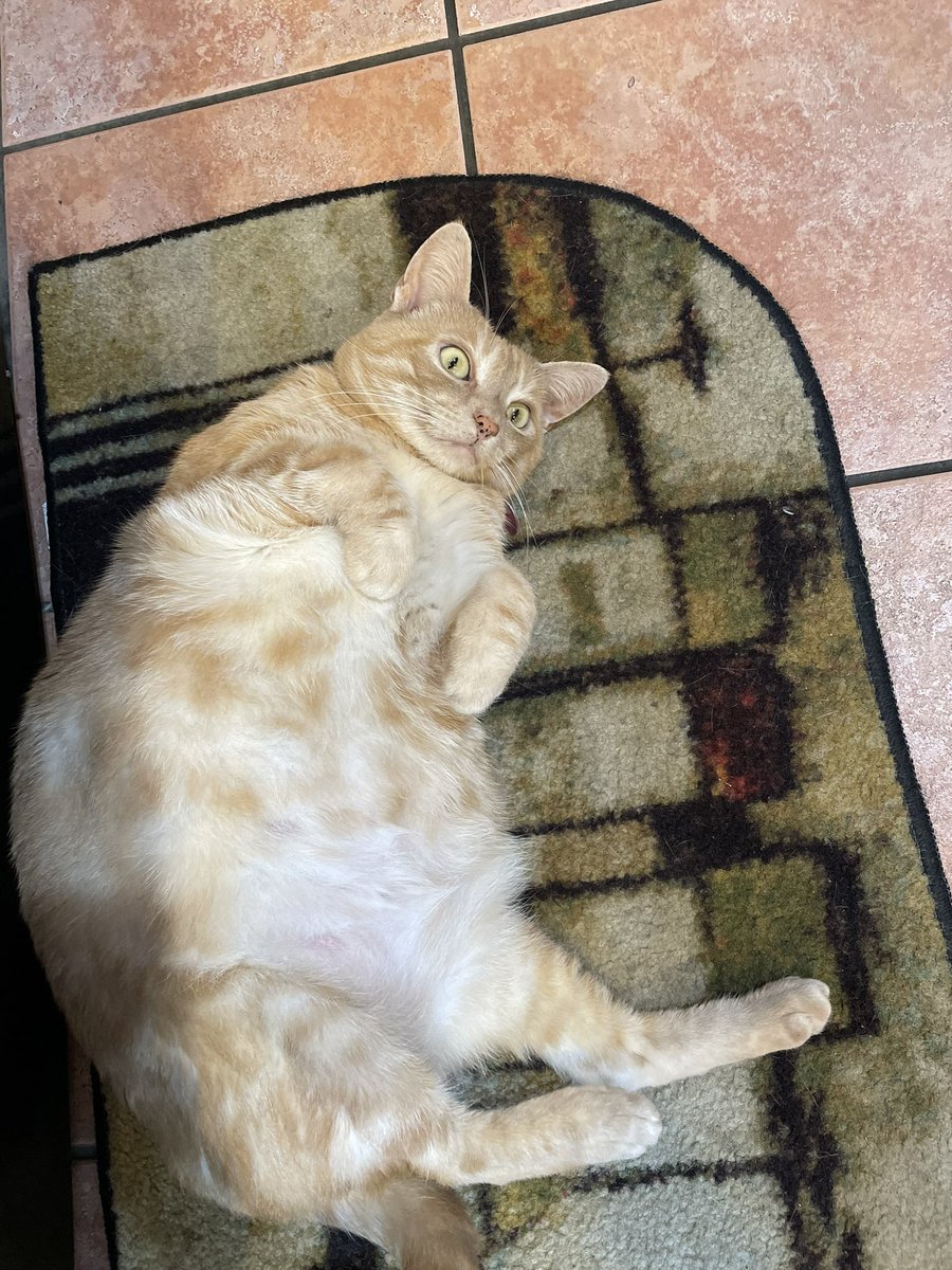 tangerine ❤️🇱🇧🇵🇸 tweet media