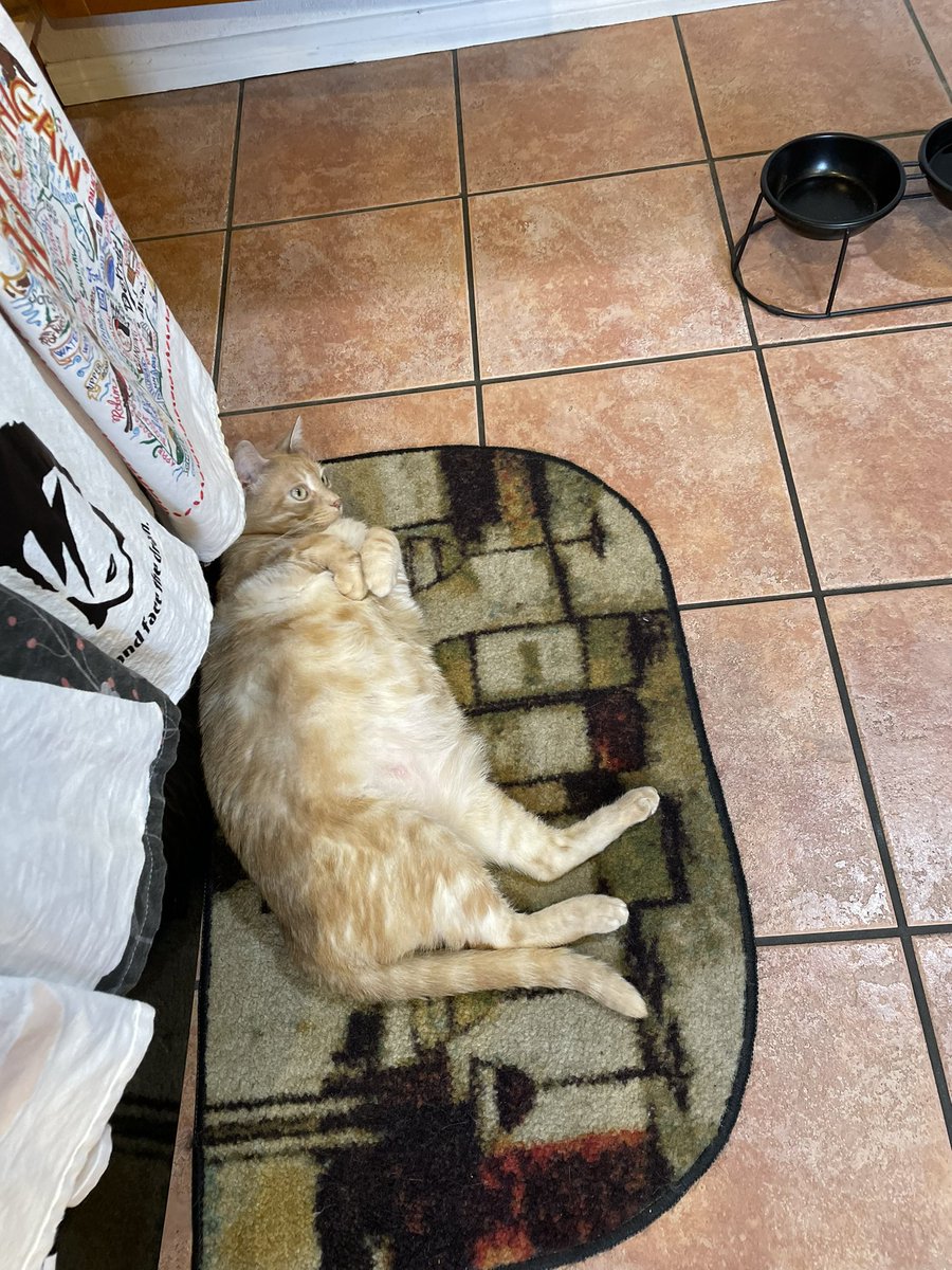 tangerine ❤️🇱🇧🇵🇸 tweet media