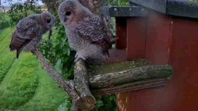 Well, this is unexpected!!! Two healthy tawny owlets at #YewView box. After their eggs broke early in the year, Strix &amp; Aluco must have managed to breed &amp; raise a family elsewhere! How fabulous!
