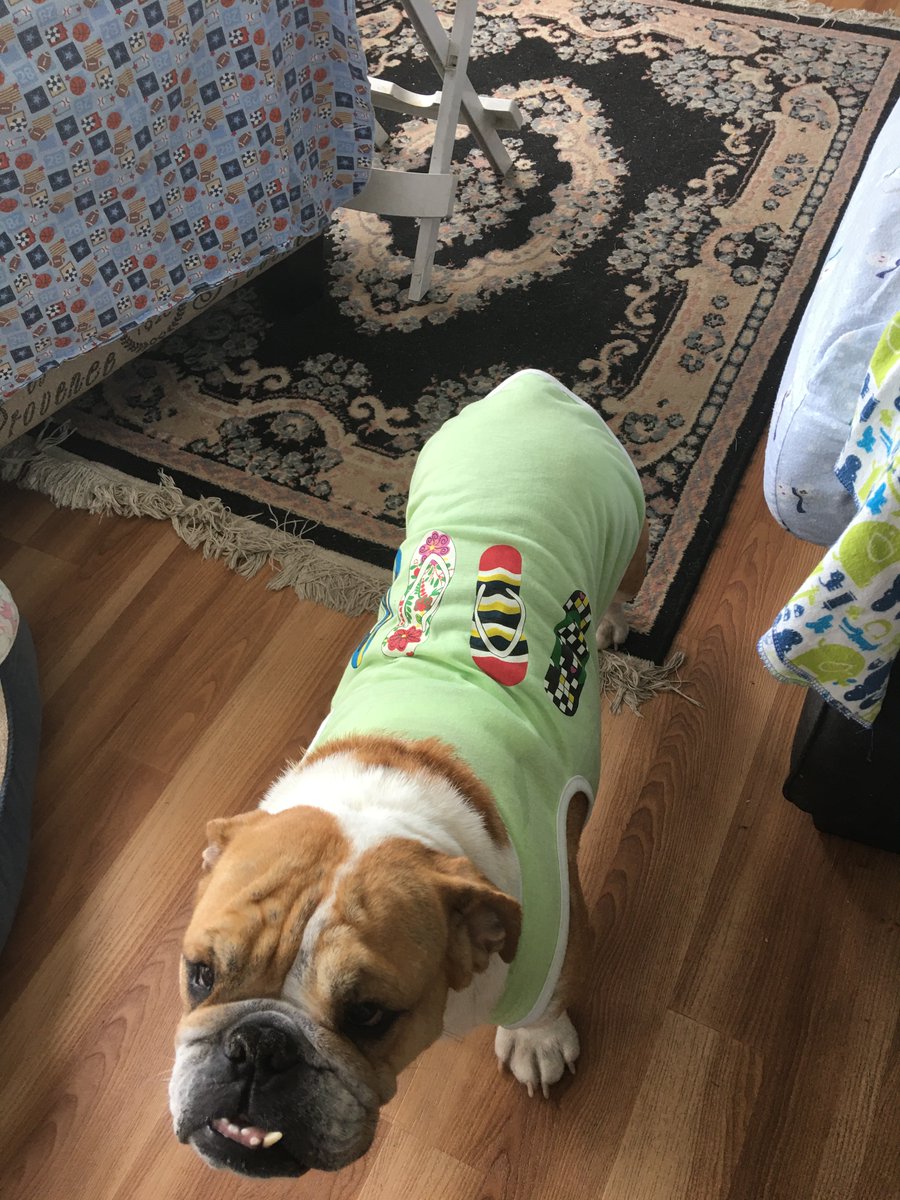 #dogsoftwitter #bulldogs #MemorialDayWeekend #MemorialDay2023 New adopted beautiful 3 year old Sophie ready for the beach at the #jerseyshore