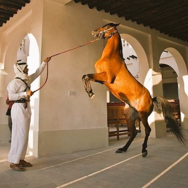 Arabbeau's tweet photo. Arabian horse https://t.co/LgzQWBmhEk