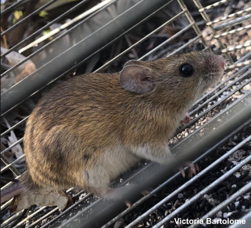 Dentro das restingas, o ratinho-goytacá habita ilhas de vegetação arbustiva, onde ele constrói o seu ninho perto de bromélias ou até mesmo no topo de árvores, graças à sua capacidade de escalar.