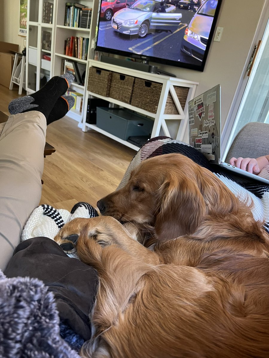 spattyspat's tweet image. Graham had a great Friday morning on the course. A couple loops running alongside the cart and then a few ball throws has had him knocked out since. #DogsOfTurf #TroonAgronomy