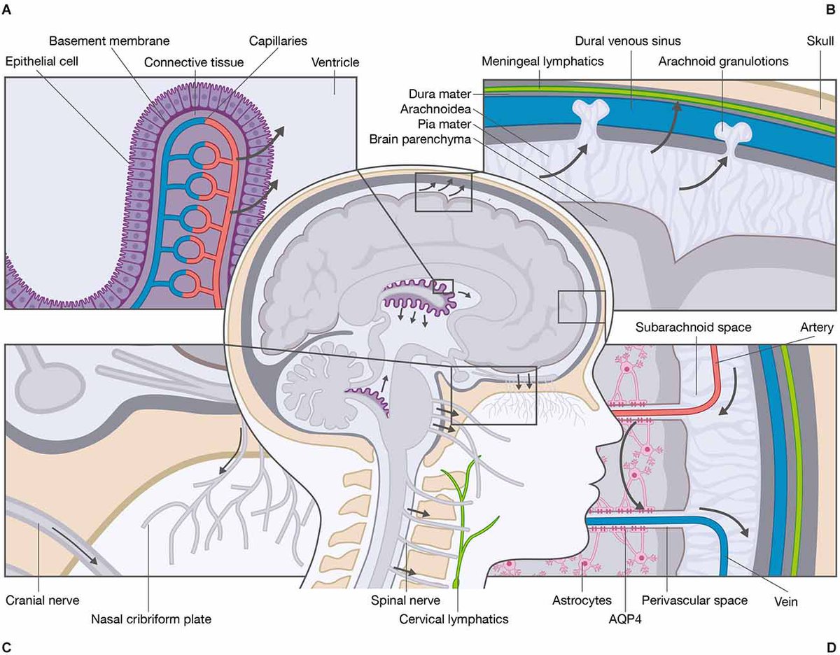 Oren Gottfried MD On Twitter Neurosurgeons See The CNS Open To The Oren gottfried md on twitter neurosurgeons see the cns open to the