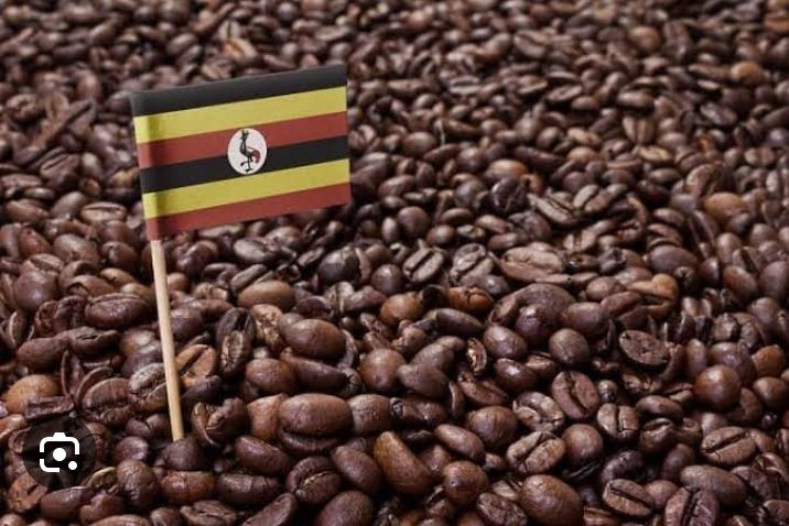 NakamyaHarry's tweet photo. Uganda is our own and every product from her exhaults us. Let us promote her, let us start with COFFE.

#ProduceMoCoffe https://t.co/F6jkEeyHhZ