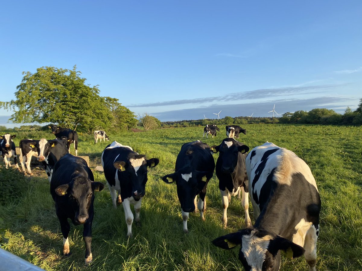 bendelija1's tweet photo. Absolutely amazing evening. #walked109miles in total #Day26 #UniteForRecovery #fundraising for #smartrecovery @UKSMARTofficial @SMARTRecoveryIn @SMARTRecoveryI1 @smart_central @BmenaGuardian @Ballymena_Times @jimenezmarlon72 @bendelija1 https://t.co/uCJeE26DAl
