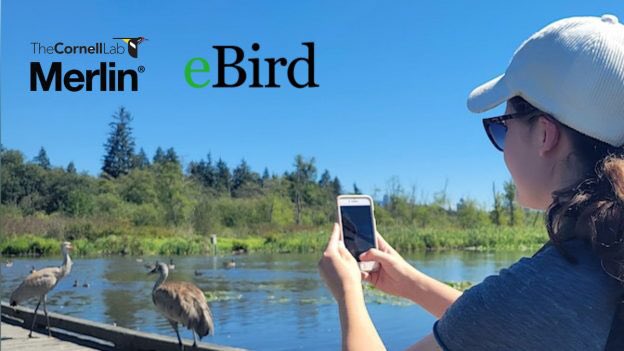 Join the #VanBirdParty at the #BirdsOfBurnabyLake! 
Sunday, May 28, 11am - 3pm
Register for a guided walk and learn how to be a #CitizenScientist using the #MerlinBirdID and #eBird phone apps. 

bobl-2023-app-walks.eventbrite.ca