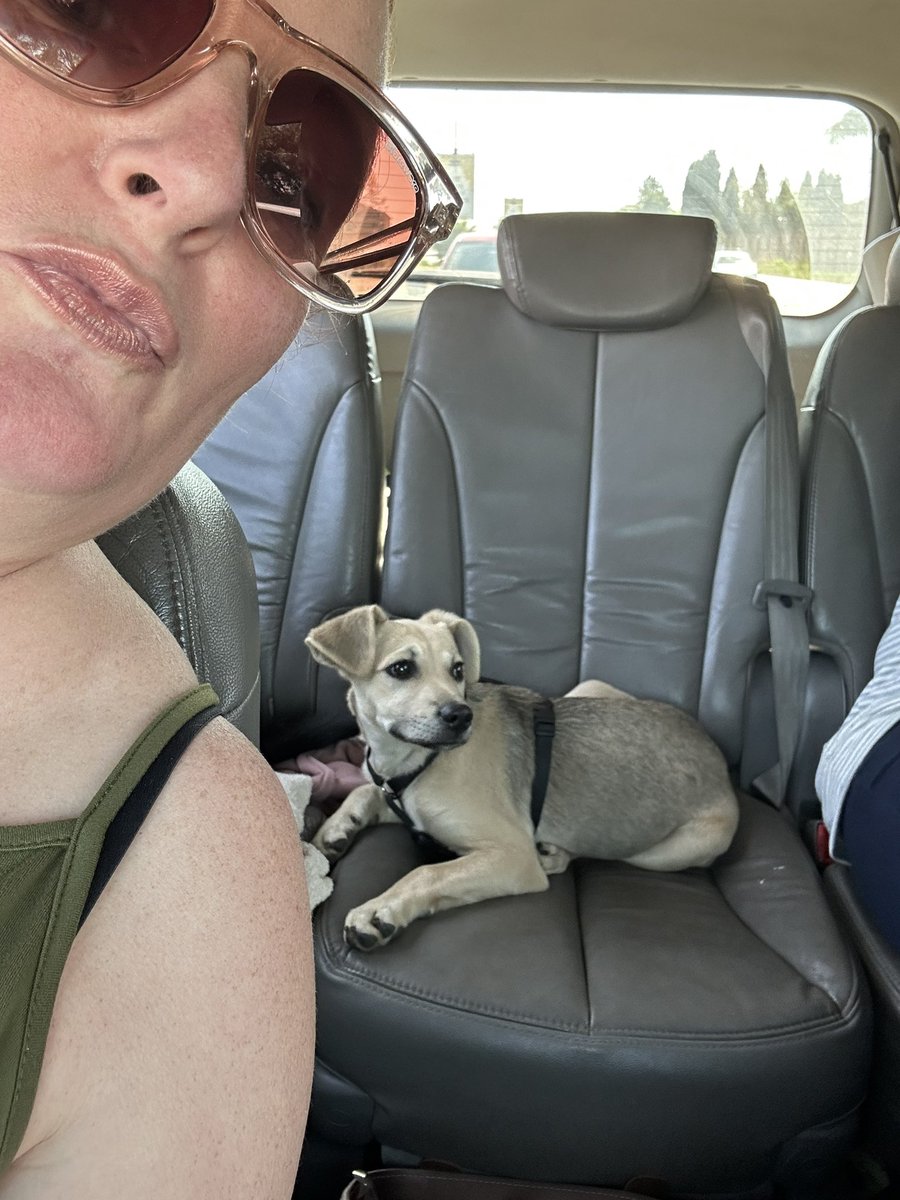 tabithahoy's tweet photo. Off to pick up a little sister. Everyone meet Pepper! #pupsofinstagram #dogsofinstagram https://t.co/BYDEWmLBrf