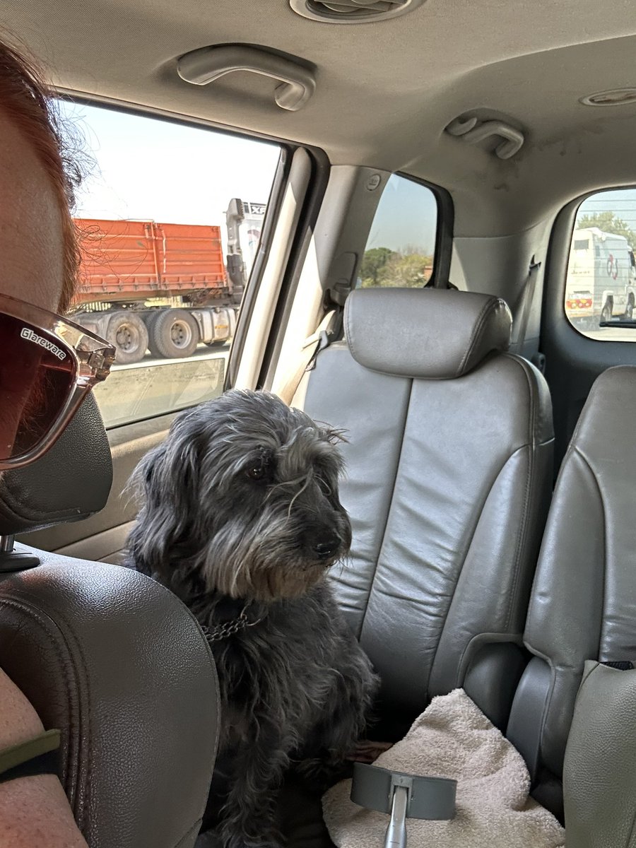 tabithahoy's tweet photo. Off to pick up a little sister. Everyone meet Pepper! #pupsofinstagram #dogsofinstagram https://t.co/BYDEWmLBrf