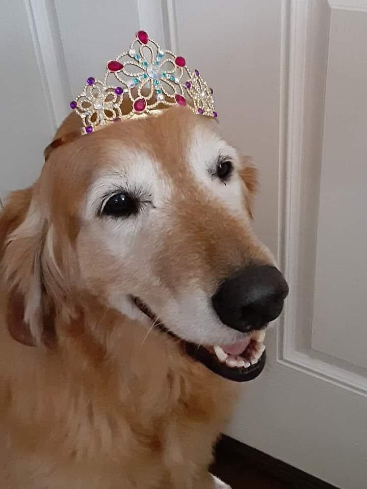 Best in Dogs tweet media