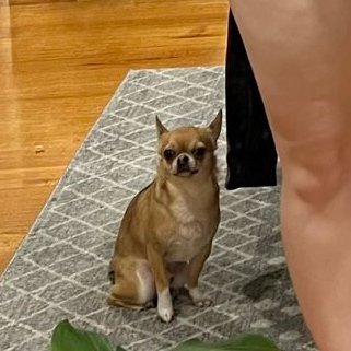 🔞Wii's Art 🔞 on Twitter: "@AriFaith00 What the dog doin https://t.co