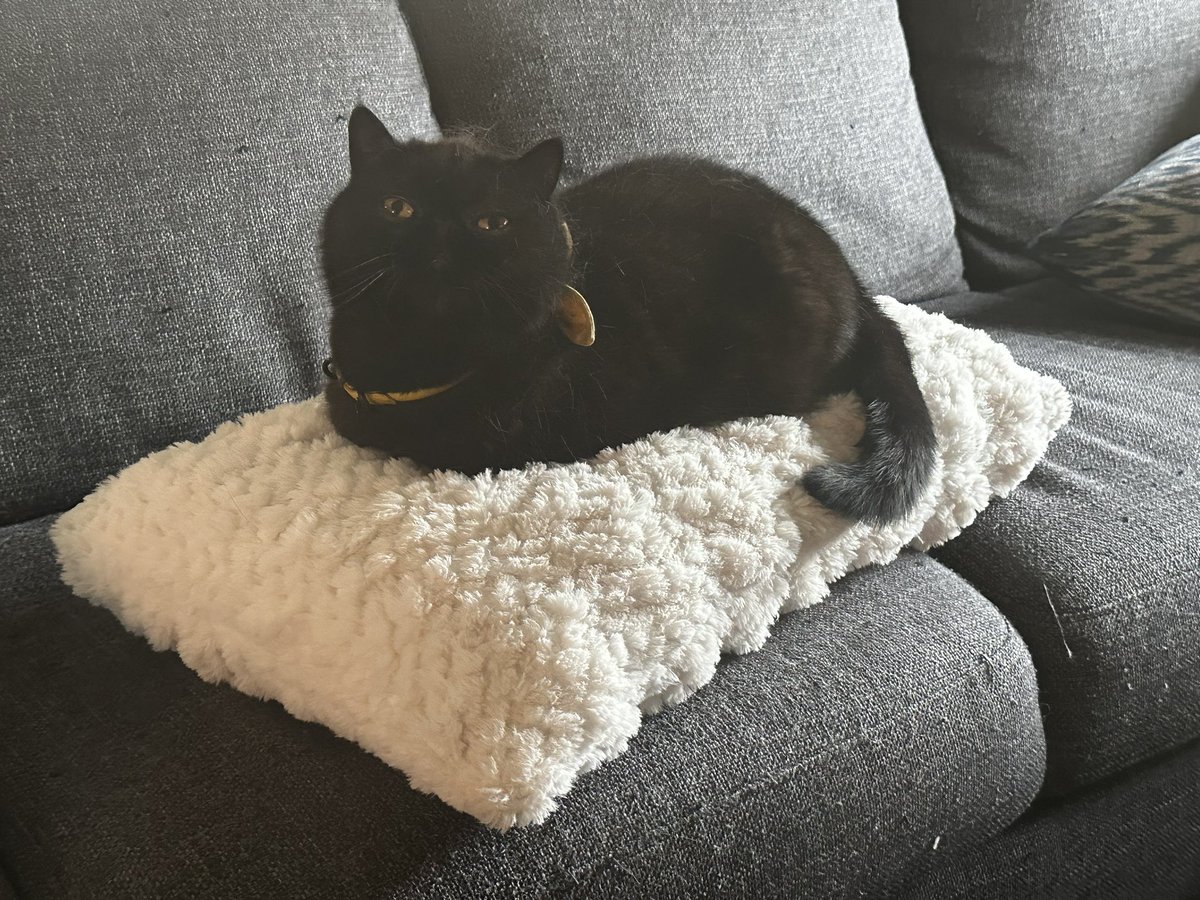 walked in on my cat being a little sushi