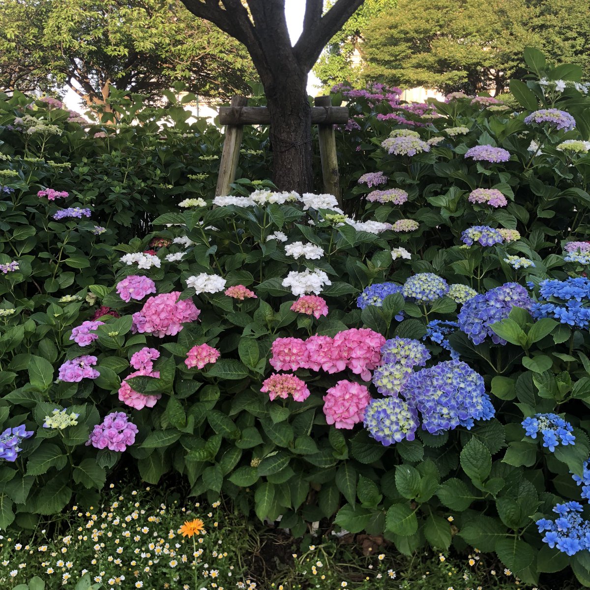 QpB3q's tweet photo. 地元大田区の通称あじさい公園の紫陽花が色づき始めました。

紫陽花や　紫好きの亡き子を　思い出す
（字余り） https://t.co/xFaeOasZ4C