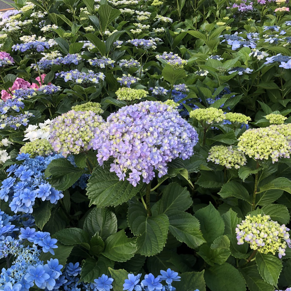 QpB3q's tweet photo. 地元大田区の通称あじさい公園の紫陽花が色づき始めました。

紫陽花や　紫好きの亡き子を　思い出す
（字余り） https://t.co/xFaeOasZ4C