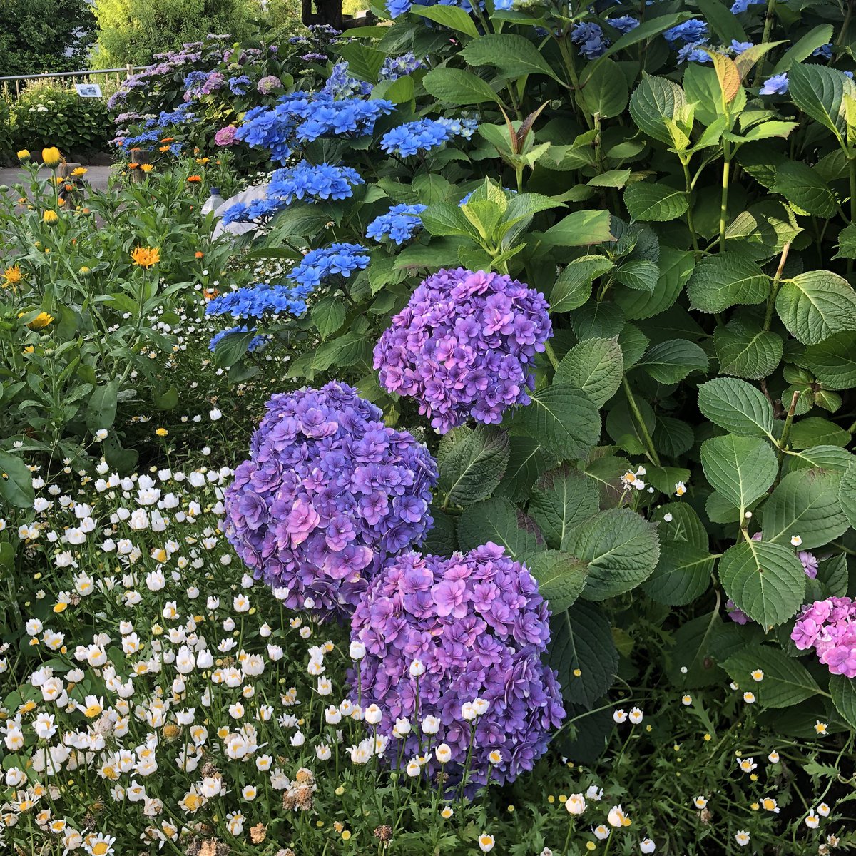 QpB3q's tweet photo. 地元大田区の通称あじさい公園の紫陽花が色づき始めました。

紫陽花や　紫好きの亡き子を　思い出す
（字余り） https://t.co/xFaeOasZ4C