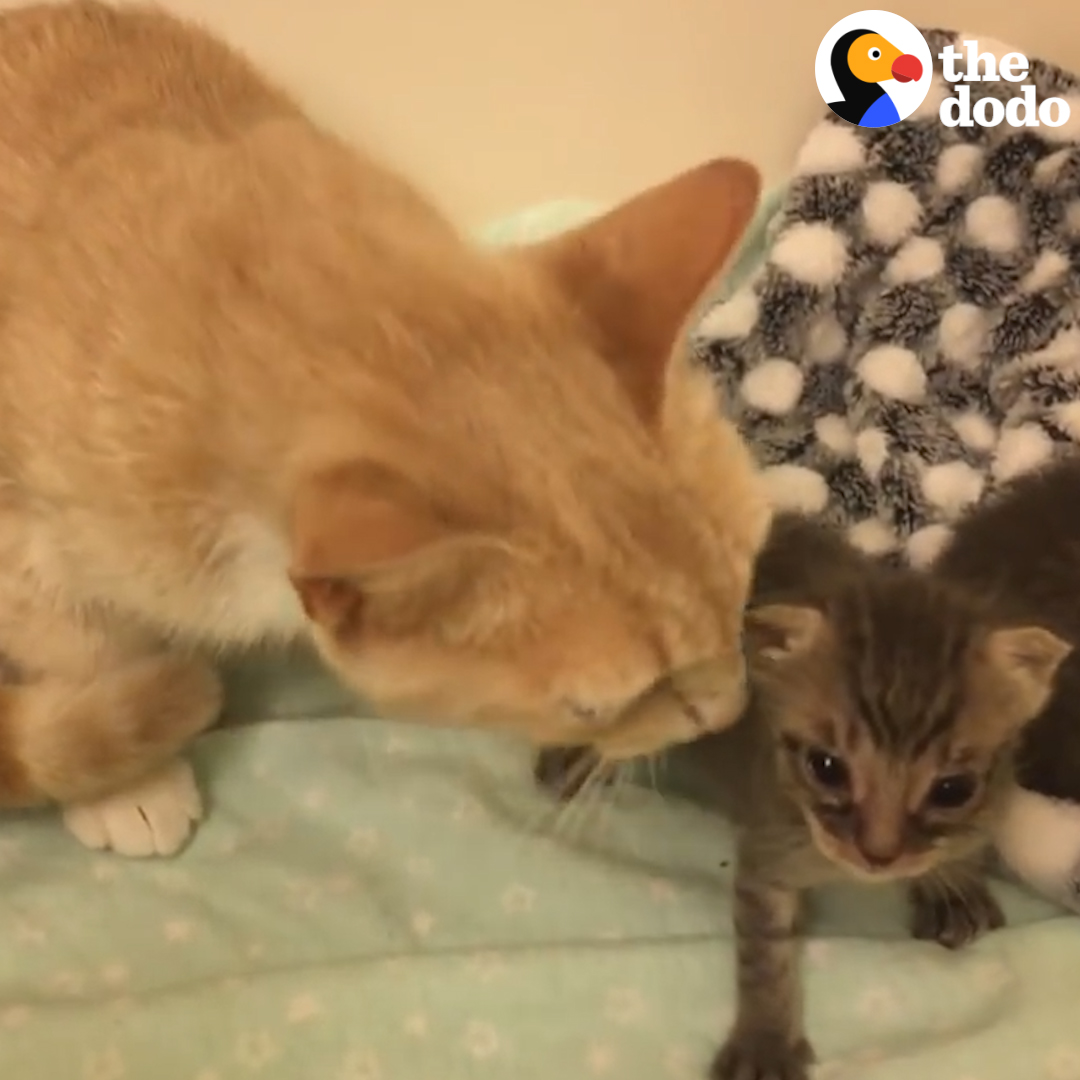 The Dodo on Twitter "This mother cat is nursing two orphaned kittens