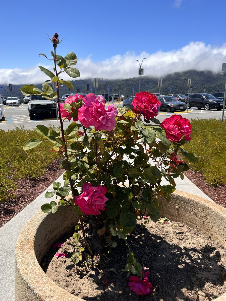 AfrinKamalMD's tweet photo. No @EsophCollab for this Friday PM, enjoy the flowers, mountains and sun, as well we encourage to take a moment to remember all the military personnel who served and continue to serve our country!
See you next month #esocrew! @Stanford_GI https://t.co/aWmaOf2iid
