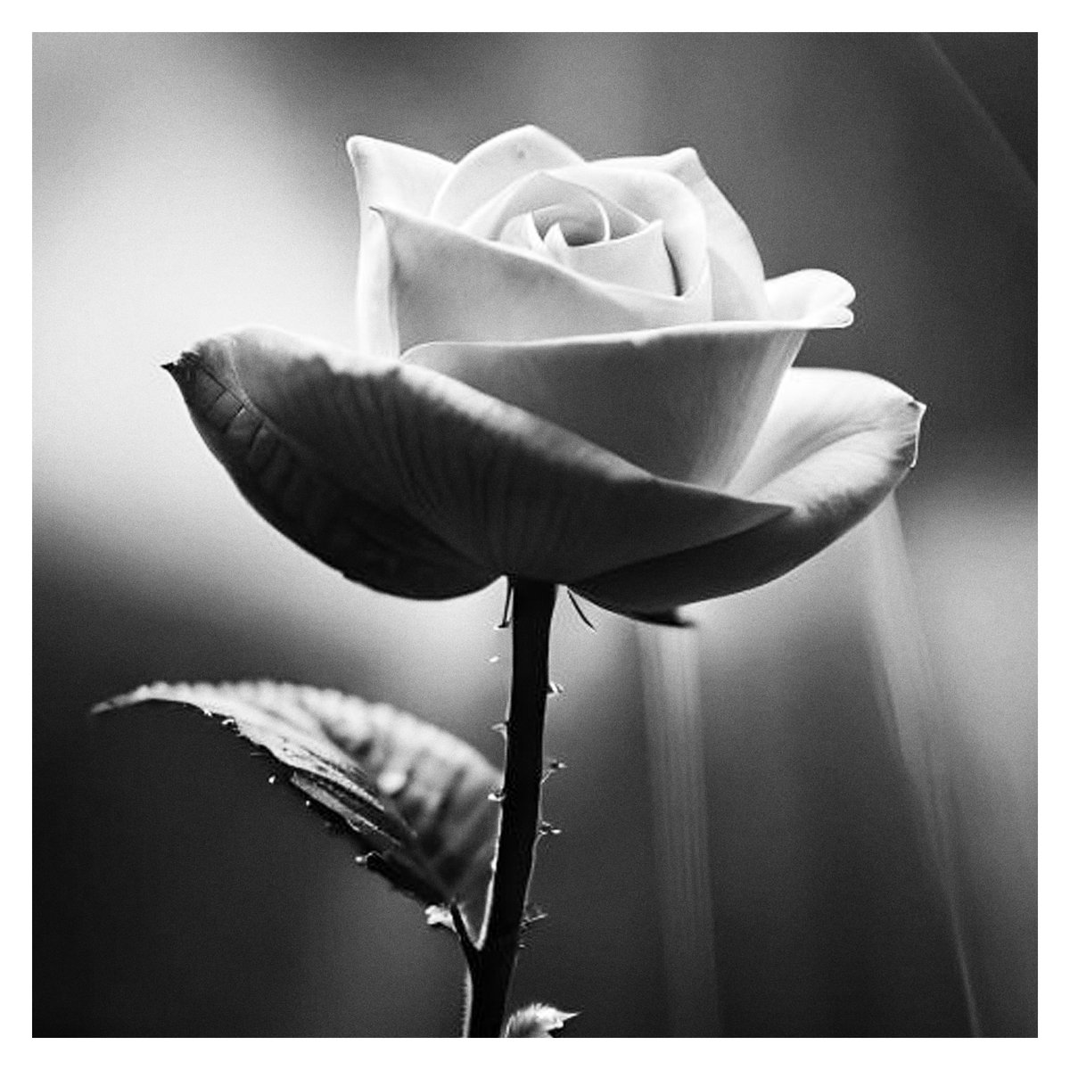 White Rose  #bnw #bnwphotography #blackandwhite #blackandwhitephotography #monochrome #rose