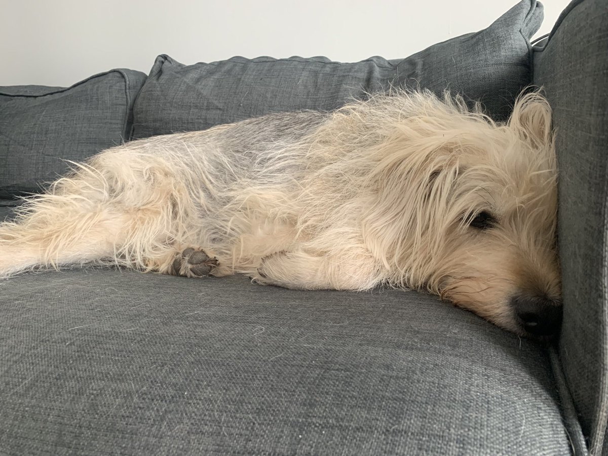 Reckless_Attack's tweet photo. Ah beans I thought I had a new dog picture to post to usher us all into the weekend
Alas, you will have to take this older #poddog picture, with our gratitude and apologies https://t.co/mlS7RMR6P1
