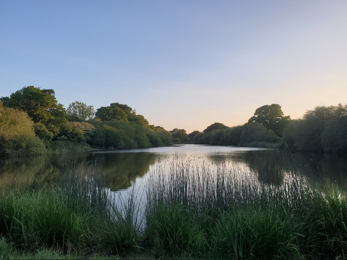 Turtle Dove, Nightingale and Cuckoo heard but not seen on a lovely Knepp evening. Knepp and <a href="/SussexWildlife/">Sussex Wildlife Trust 🦔</a> Woods Mill are the only places I know where all 3 can be heard. Any others?