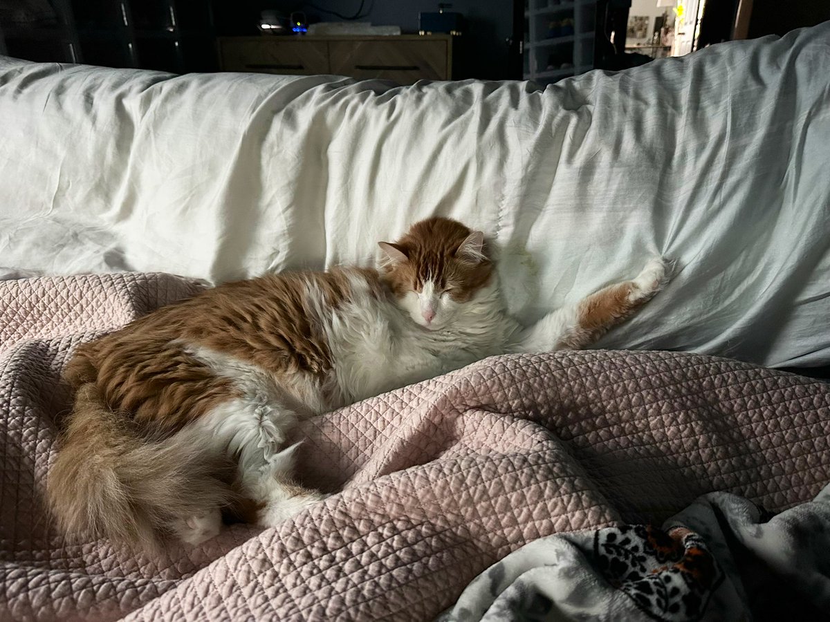 frittythekitty's tweet image. pro temp ; if your claw get stuck in blangit juss going to sleeb