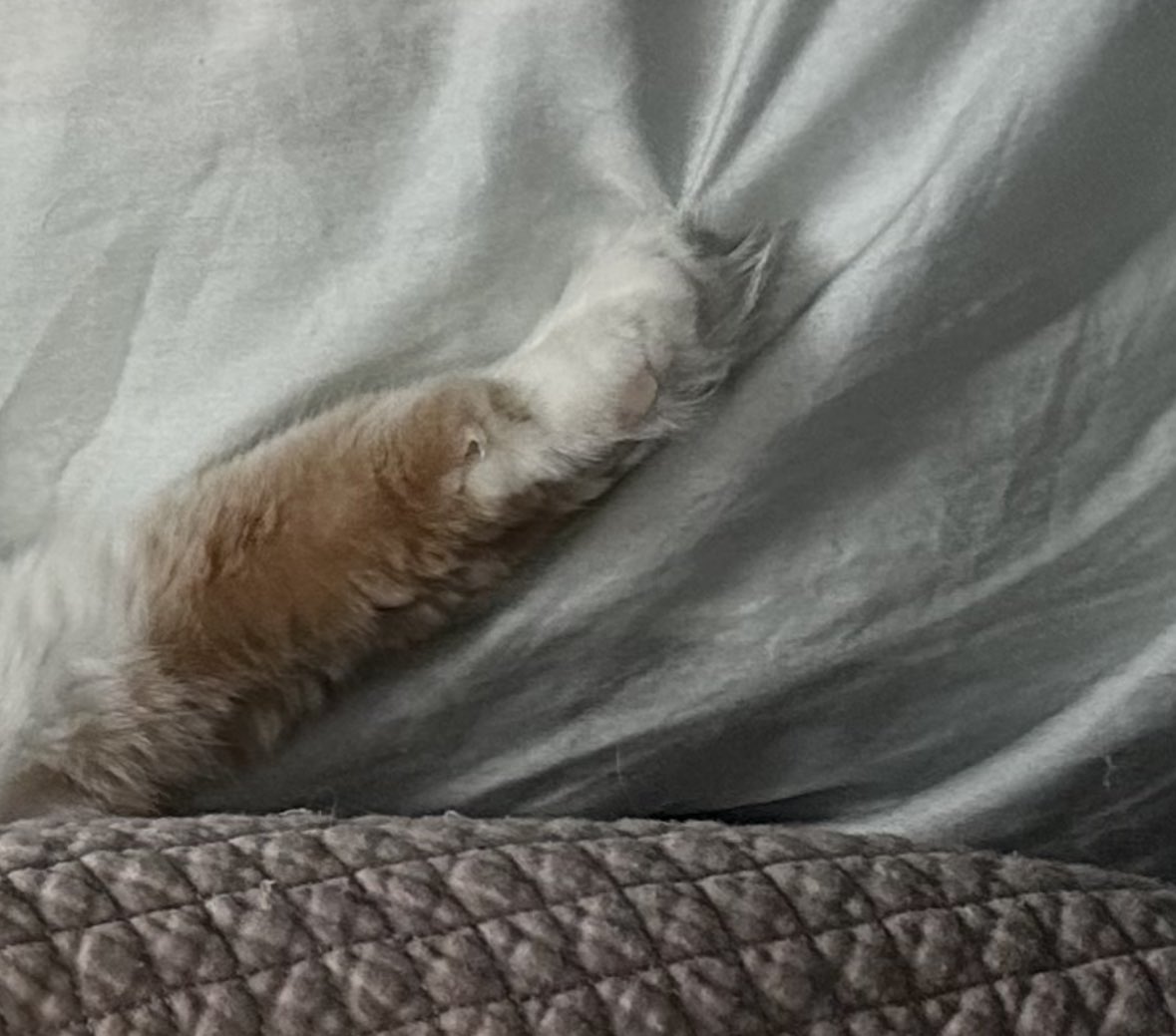 frittythekitty's tweet image. pro temp ; if your claw get stuck in blangit juss going to sleeb