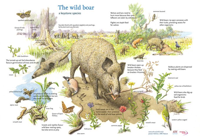 Klimaatzuster's tweet photo. @WvNoort Zie ook de 7 gebieden van @ARKNatuur!
https://t.co/EMdBRQ84GB #letsrewild https://t.co/PKdjnzihNG