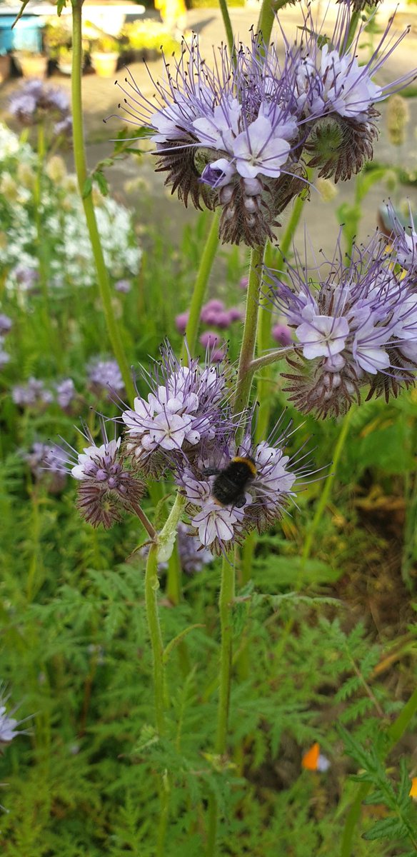 Lots of lovely bumblebees enjoying the evening sunshine earlier #BackyardBioblitz