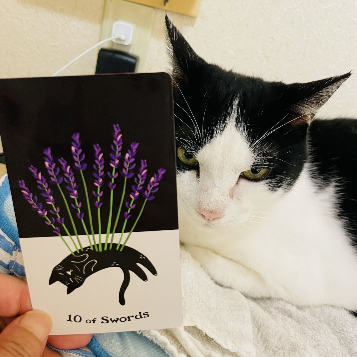 oraclerinko's tweet photo. 5/27前進する日🐾困っていた悩んでいた大変だった状況を受け入れることで霧が晴れるような日。事態が好転するでしょう✨覚悟を決めることで一気に動いていきます😮心機一転、ハチマキをしめなおして臨んで☝️ #10ofSWORDS #鼻炎がひどいニャ #タロット #猫 https://t.co/3WS3XJMYpu