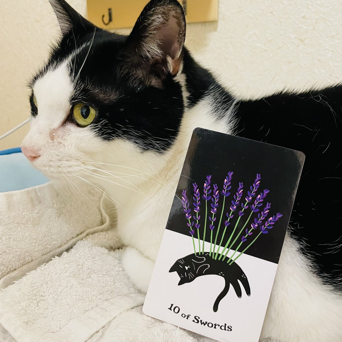 oraclerinko's tweet photo. 5/27前進する日🐾困っていた悩んでいた大変だった状況を受け入れることで霧が晴れるような日。事態が好転するでしょう✨覚悟を決めることで一気に動いていきます😮心機一転、ハチマキをしめなおして臨んで☝️ #10ofSWORDS #鼻炎がひどいニャ #タロット #猫 https://t.co/3WS3XJMYpu