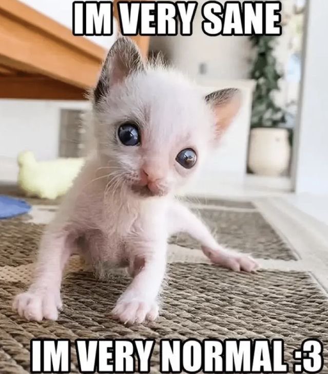 literallymecats's tweet image. 