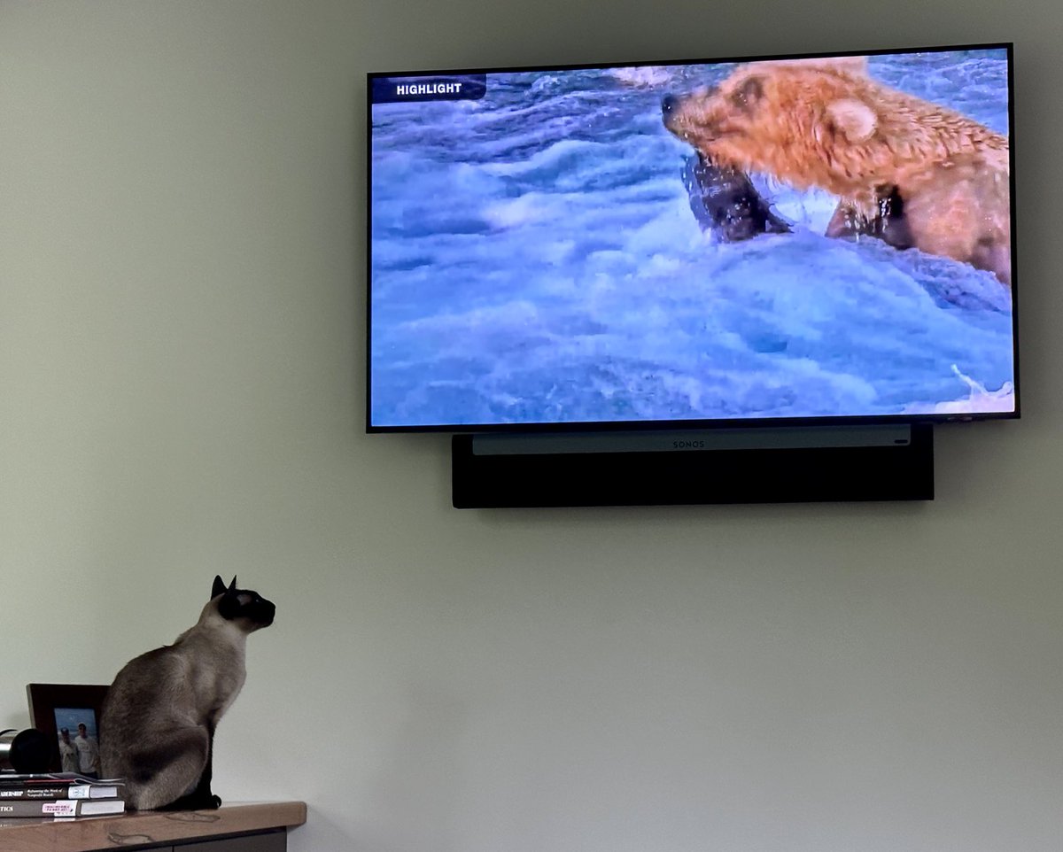 Bo is excited about his annual bear hunt!  Waiting for their return! ⁦⁦<a href="/exploreorg/">explore.org</a>⁩