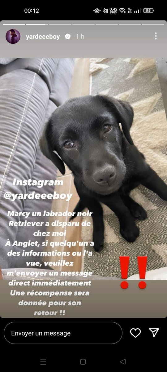 Les gars <a href="/YardeM/">Marland Yarde</a> a perdu son chien sur Anglet si vous avez des infos contacter le sur insta