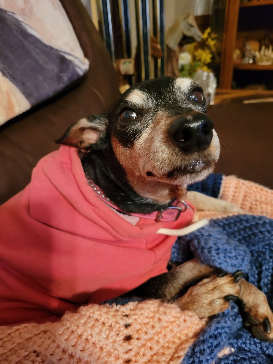 lilaubiegirl's tweet image. RIP Chico. WE are so sowwy to hear dis, made mommy's eyes water. We sending lots of love &amp;amp; #pawhugs