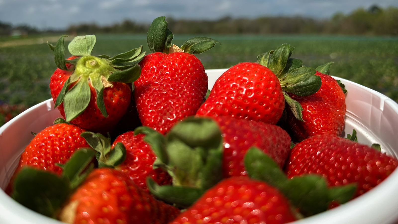 Eyewitness News on Twitter: "Rows of strawberries ready for picking at  Froberg's Farm https://t.co/Cx3u8TJYoG https://t.co/dkV2L39pBx" / Twitter