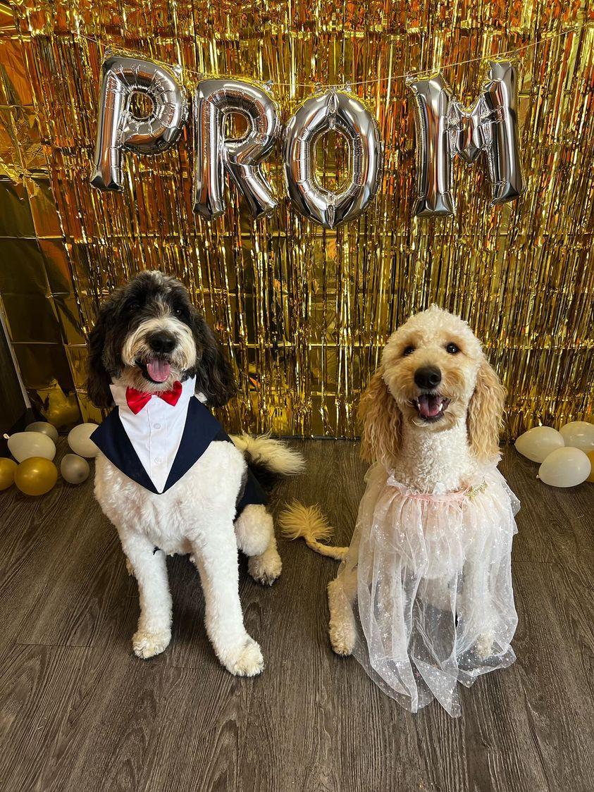 creek_moose's tweet photo. We got our prom pics! I went with Remy, and Rocky went with Kira π There's a couple outtakes for your viewing pleasure π #dogsofdogtopia #dogsoftwitter #prom https://t.co/aHaiU1VErW