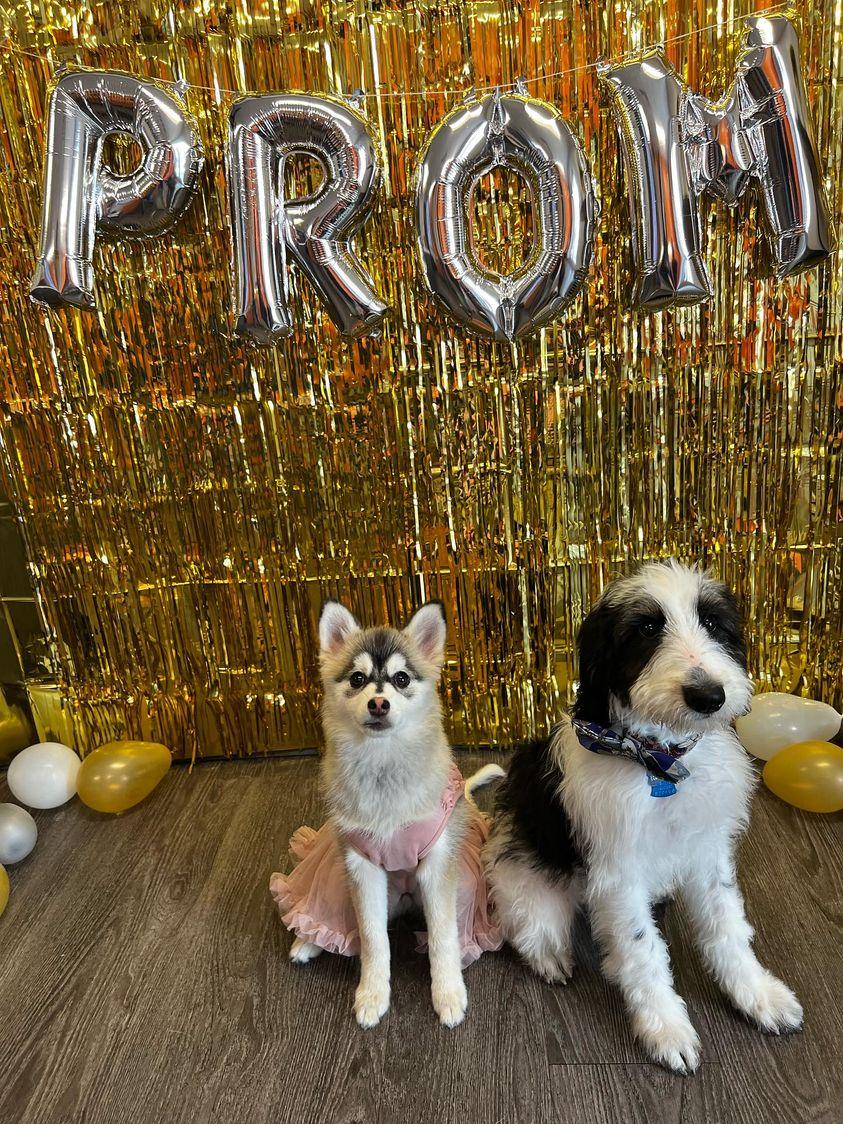 creek_moose's tweet photo. We got our prom pics! I went with Remy, and Rocky went with Kira π There's a couple outtakes for your viewing pleasure π #dogsofdogtopia #dogsoftwitter #prom https://t.co/aHaiU1VErW