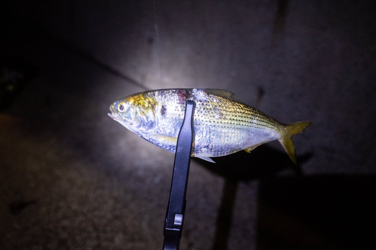 ryuyaamao's tweet photo. シーバス 58cm &amp; コノシロ 22cm🎣

#SHIMANO #DIALUNA #S90ML #STELLA #C2500S #Fishing https://t.co/tpGjTMZfmU