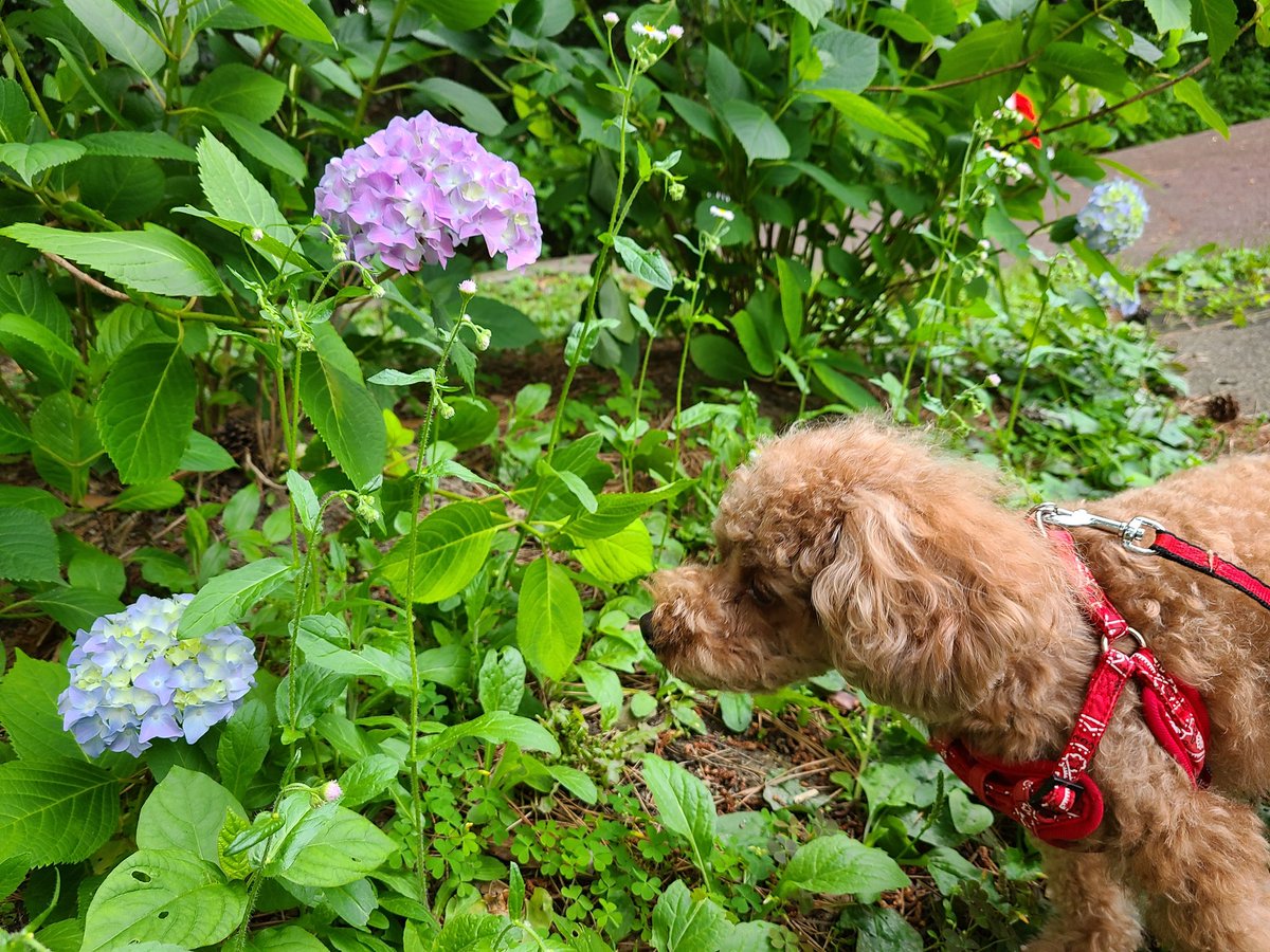 あじさい🏵️が咲いてましたよ✨

#トイプードル #メス #犬のいる生活
#犬好き #犬好きさんと繋がりたい 
#紫陽花