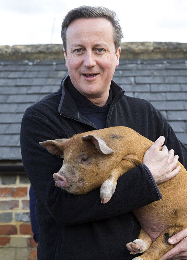 Colin the Dachshund tweet media