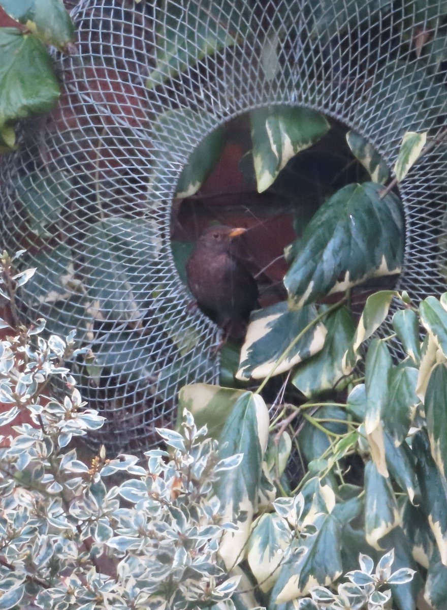 greenbeltsal's tweet image. Been a good year for #Blackbird Nests.
This one and recently another nest in our #RaspberryCanes