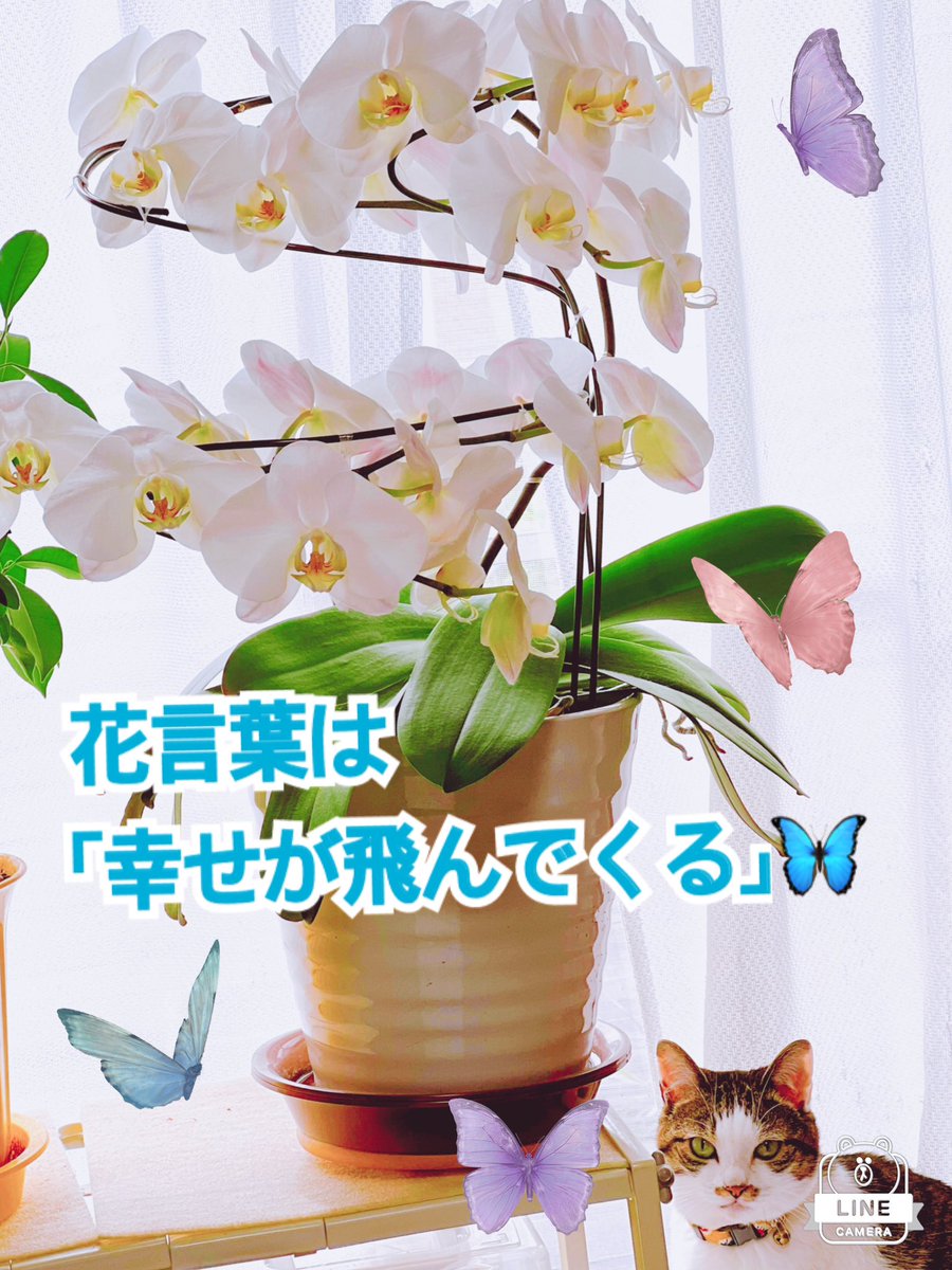 ringring8484's tweet photo. 五月晴れ☀️の朝。我が家の ＃胡蝶蘭 が満開です🦋。

高貴で華やかな花弁が似合うきれいな部屋に憧れるけど…

今、パパのパンツを咥えた🐶が足元を駆け抜けて行きました…
尻尾踏まれたルルがオコ💢ですね…
「マシューっ💢😓️💦」

＃黒キジハチワレ猫 ＃ポメラニアン ＃犬も猫も https://t.co/ggLJrnFUHx