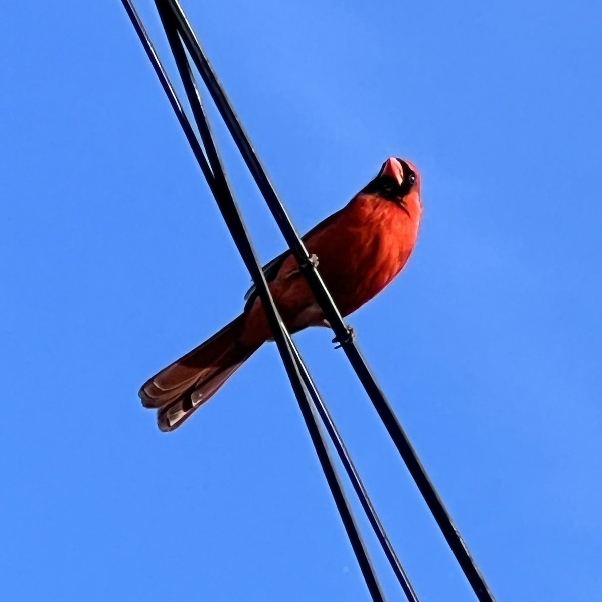 bernardreischl's tweet photo. No filters, no enhancements, just a quick photo snapped from my back porch during my lunch hour. The colour contrast between this cardinal and the sky is phenomenal. #cardinals #cardinalsofinstagram #birdsofinstagram https://t.co/22gUy573T9