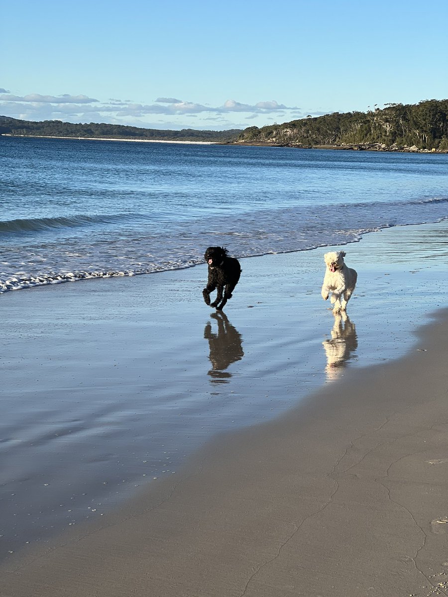 doug_griffiths's tweet image. Pure joy of a winters walk along the beach. #beachlife #dogsoftwitter #howstheserenity