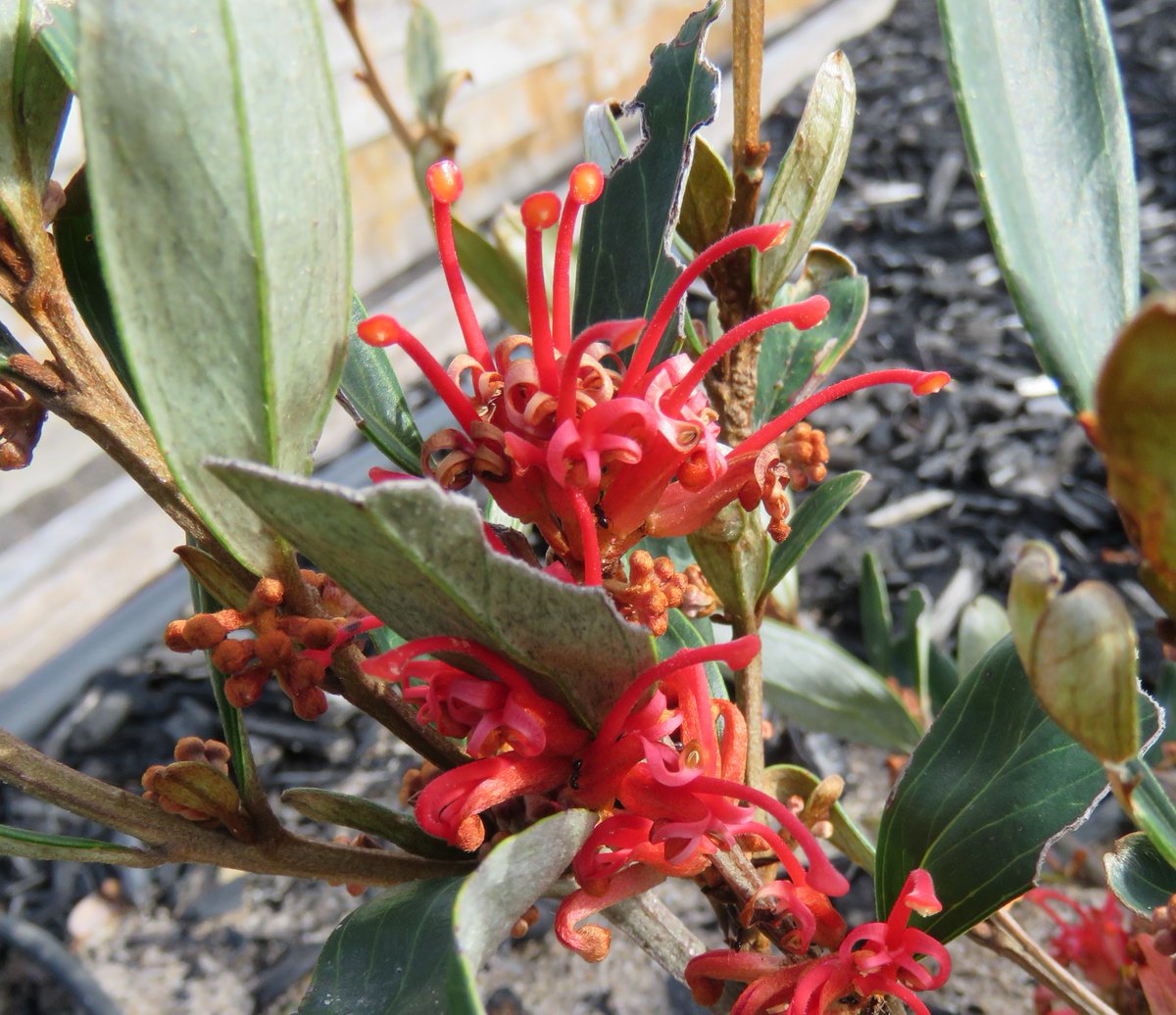 Flame Grevillea (Grevillea dimorpha) is an endangered species that is endemic to the Grampians in Victoria. It is being grown in the RBGV Cranbourne Gardens as part of the 'Raising Rarity' project that assesses the horticultural potential of rare species

#VicFlora #Grevillea