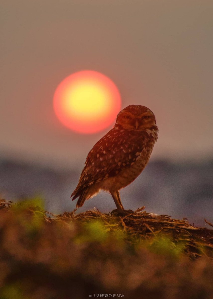 A captura no momento perfeito!!
Coruja-buraqueira e o pôr do sol
🦉🌅

📸luishenriquesilva