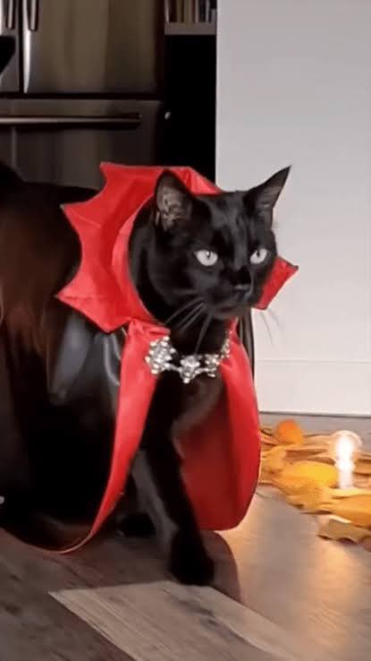 zenhamdu's tweet photo. Happy #WorldDraculaDay 🩸⚰️🦇
#Catula #CatDracula #DraculaDay 🐈⬛🏰🐾🫢 https://t.co/1N9zXgLefv