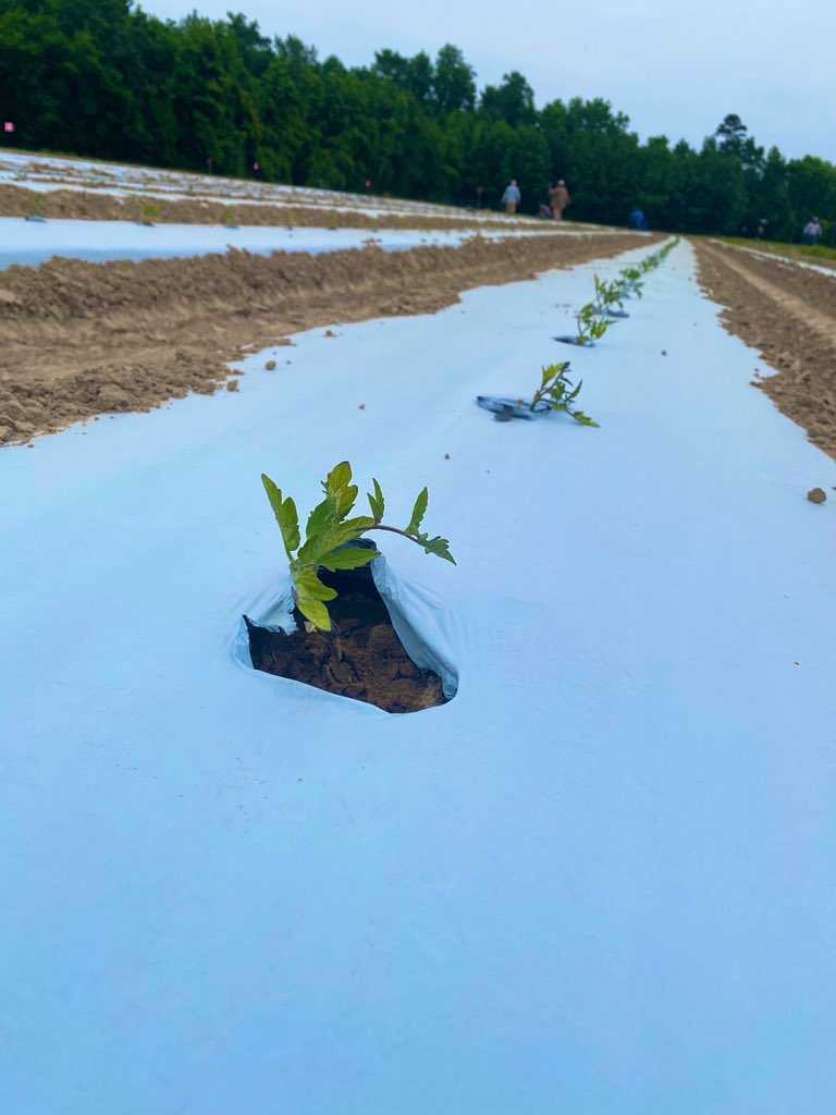 amgomezc_'s tweet photo. Our first tomato trial is ready for the summer and hopefully will survive from bacterial wilt🧟♂️🧫🌱🍅 🤞🏽 #Huertalab @Alitalamorenita https://t.co/X8BuXiwn1Y