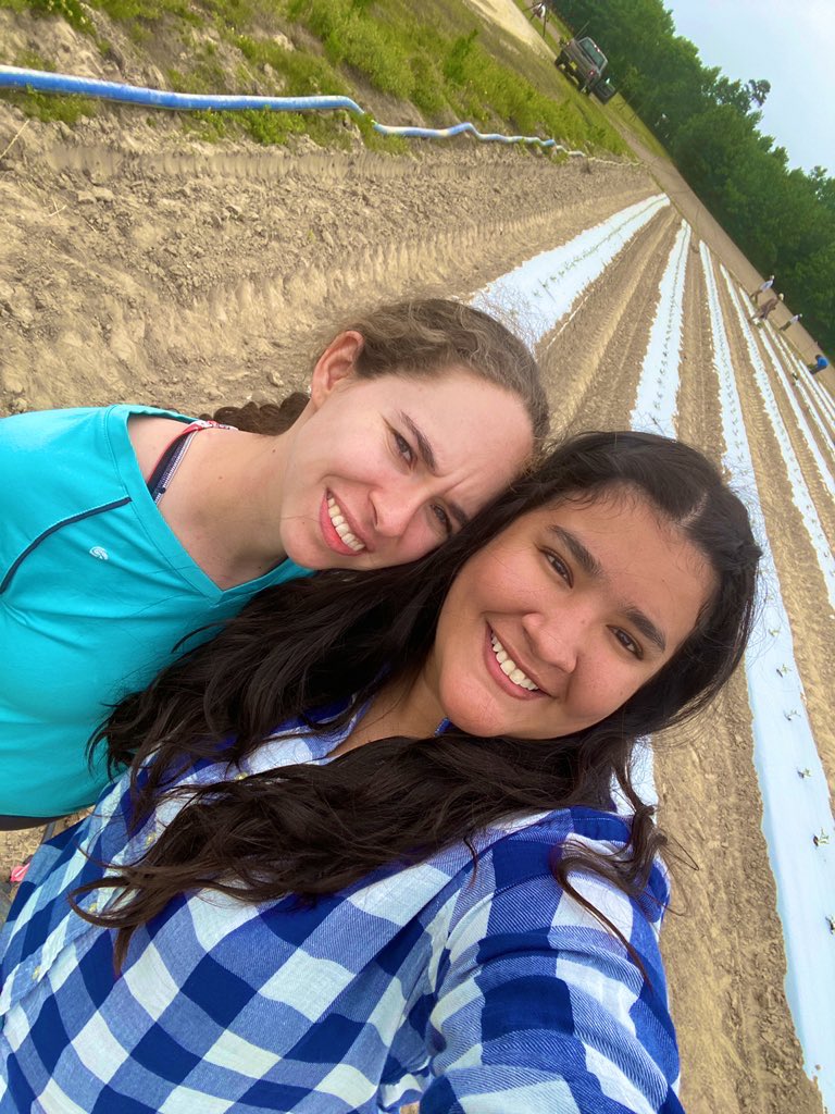 amgomezc_'s tweet photo. Our first tomato trial is ready for the summer and hopefully will survive from bacterial wilt🧟♂️🧫🌱🍅 🤞🏽 #Huertalab @Alitalamorenita https://t.co/X8BuXiwn1Y